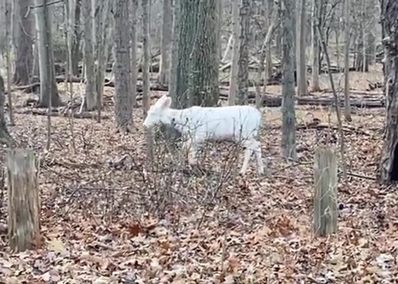 美国北卡罗莱纳州德罕出现一只白化鹿 一般人一生难得一见