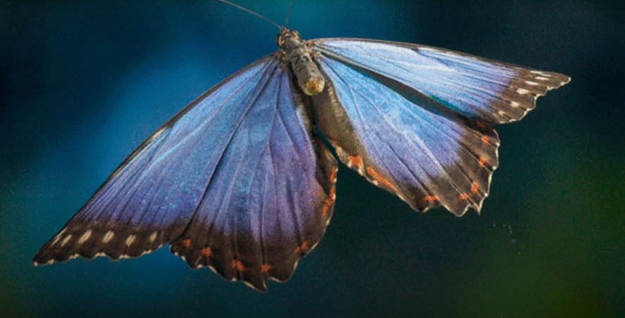 闪蝶属蝴蝶进化出复杂的适应性空气动力学 使它们能够在亚马逊热带森林栖息地中飞行