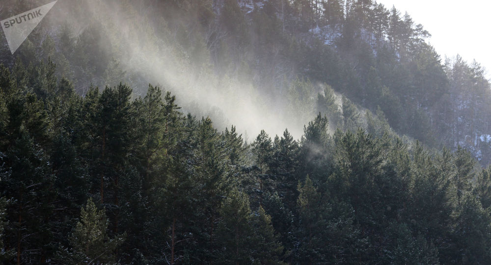 ����˹һ������ײ�˵������ڿ���˹ŵ�Ƕ�˹��ԭʼɭ����ȴ���Ԯ������