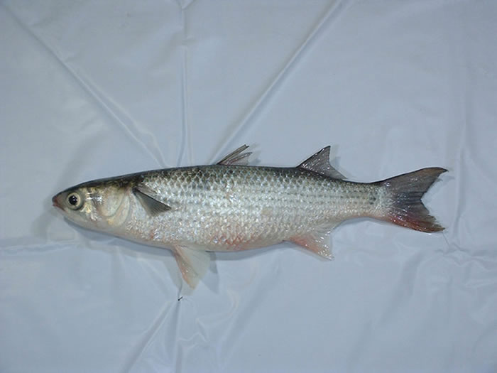 鲻鱼,又称乌鱼。(示意图/翻摄自台湾水产种苗协会)