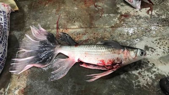 台湾捕到超稀有“燕尾乌鱼”（鲻鱼） 却在捕捞渔船时即被剖腹取卵