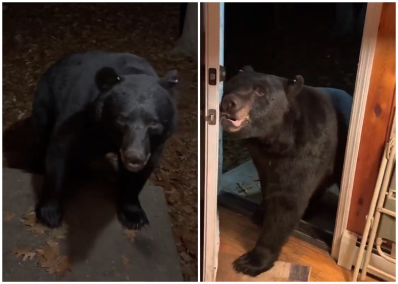 美国新泽西州弗农黑熊夜晚登门造访 听屋主要求关门离开