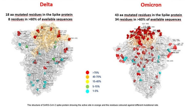 非洲南部出现变种新冠毒株Omicron 意大利专家公开首张“奥密克戎”突变模型图片