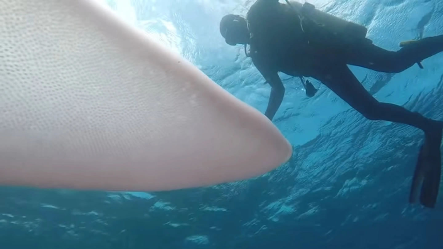 潜水员在新西兰海岸与一条近30英尺长的巨型“海虫”（火焰虫）面对面