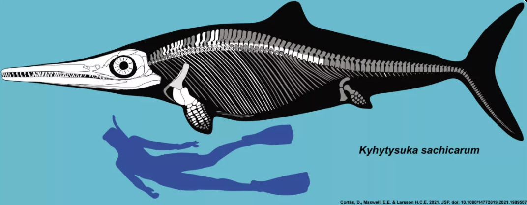 哥伦比亚发现恐龙时代的海洋爬行动物——鱼龙新物种Kyhytysuka sachicarum