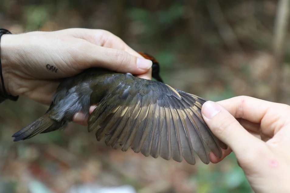一位研究人员检视棕顶蚁鸫（rufous-capped antthrush）的翅膀。在这项研究所调查的鸟类中，有三分之一从1980以来就长出了更长的翅膀。关于翅膀