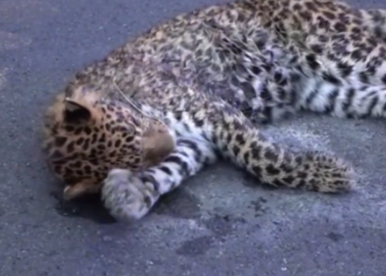 �Ĵ�������������һֻ���˽�Ǯ������G227������ ���������̶�����������