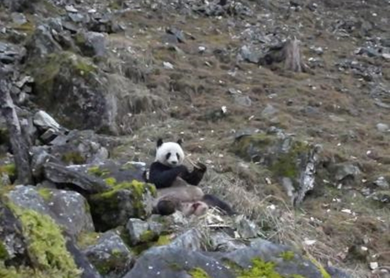 陕西佛坪国家级自然保护区管理局巡护员目击大熊猫啃食羚牛骨头