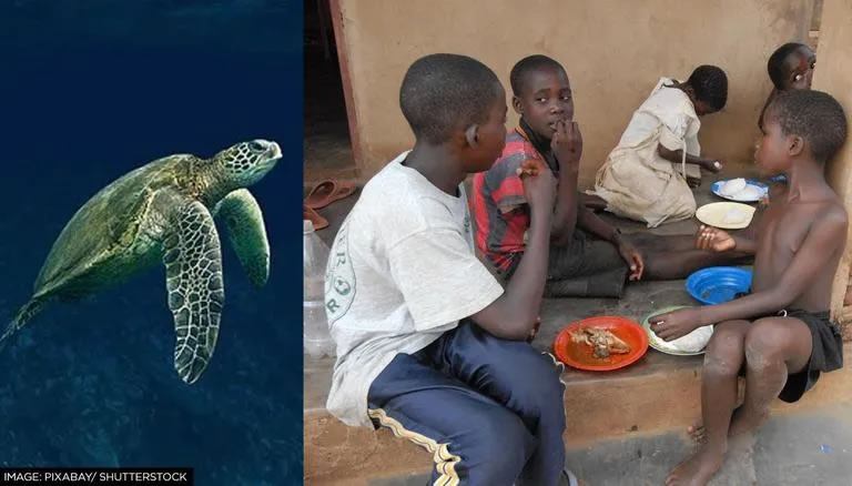 坦桑尼亚奔巴岛7人因为吃了有毒海龟肉死亡