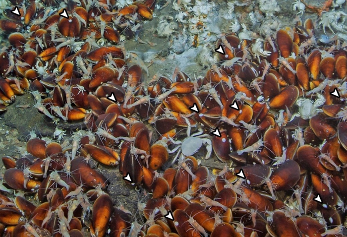 位于冲绳海槽热泉区的深海帽贝群落。深海帽贝多附着于深海贻贝的贝壳上(白色箭头所示)。（CREDIT：科大）