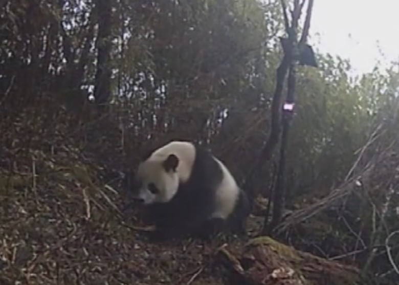 四川省绵竹市境内首次录得大熊猫将生殖腺分泌物涂抹在树干上来标记领地