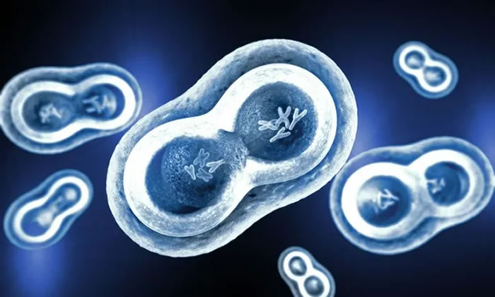 《生物物理期刊》：是什么在生命诞生之初推动了原始细胞分裂？