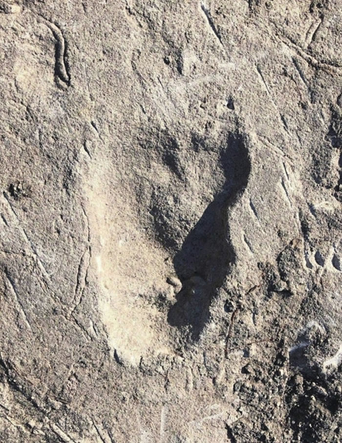 坦桑尼亚莱托利366万年前脚印或属新品种古人类