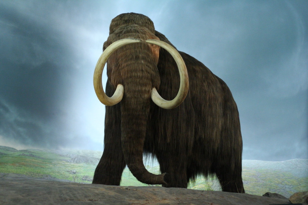 猛玛象等古代大型植食性动物的灭绝导致当时全球草原野火急剧增加