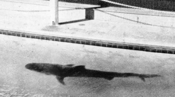 1935年澳洲悉尼曾发生一件震惊全国的命案 库吉水族馆的虎鲨吐出一截人类断臂