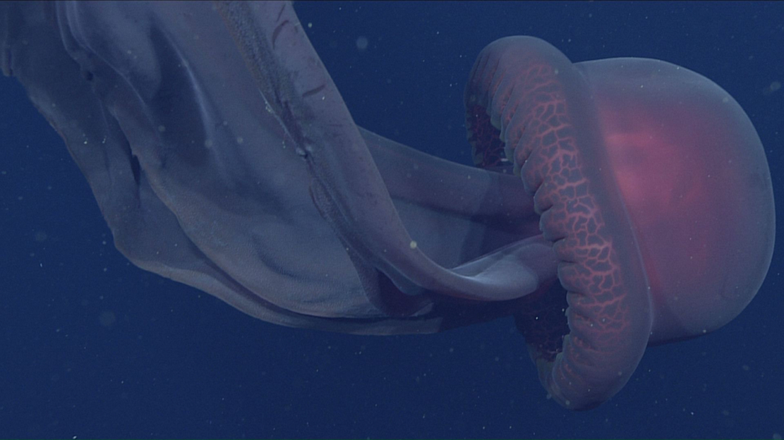 加利福尼亚蒙特雷湾深海中拍摄到拥有10米长口腕的巨型幻影水母Stygiomedusa gigantea