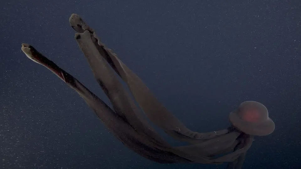 加利福尼亚蒙特雷湾深海中拍摄到拥有10米长口腕的巨型幻影水母Stygiomedusa gigantea