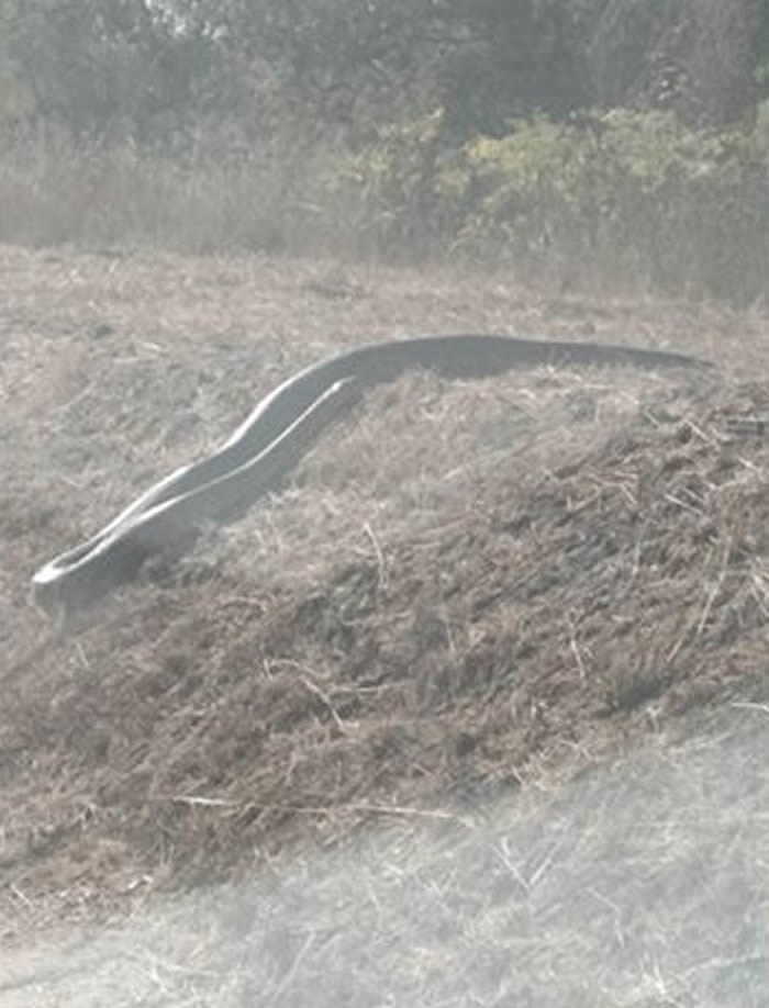 台湾金门民众驾车途中发现干草上有一条长度超过4公尺的蟒蛇