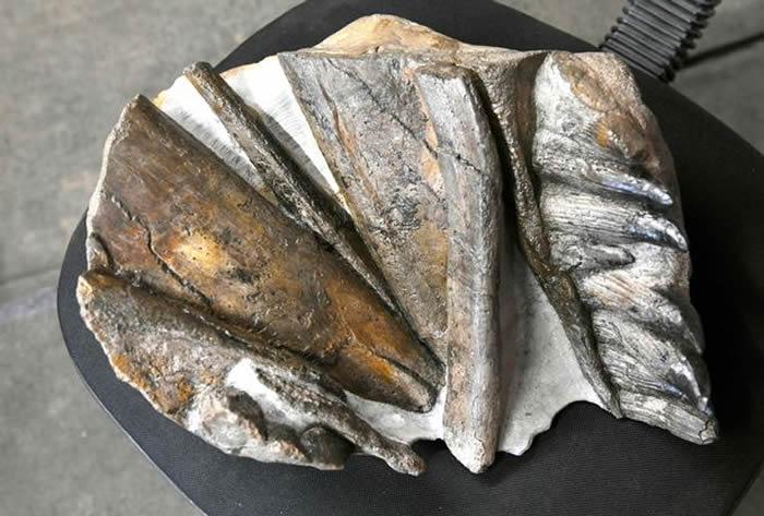 英国男子旅游发现距今2亿年前侏罗纪时期的“切齿鱼龙”化石