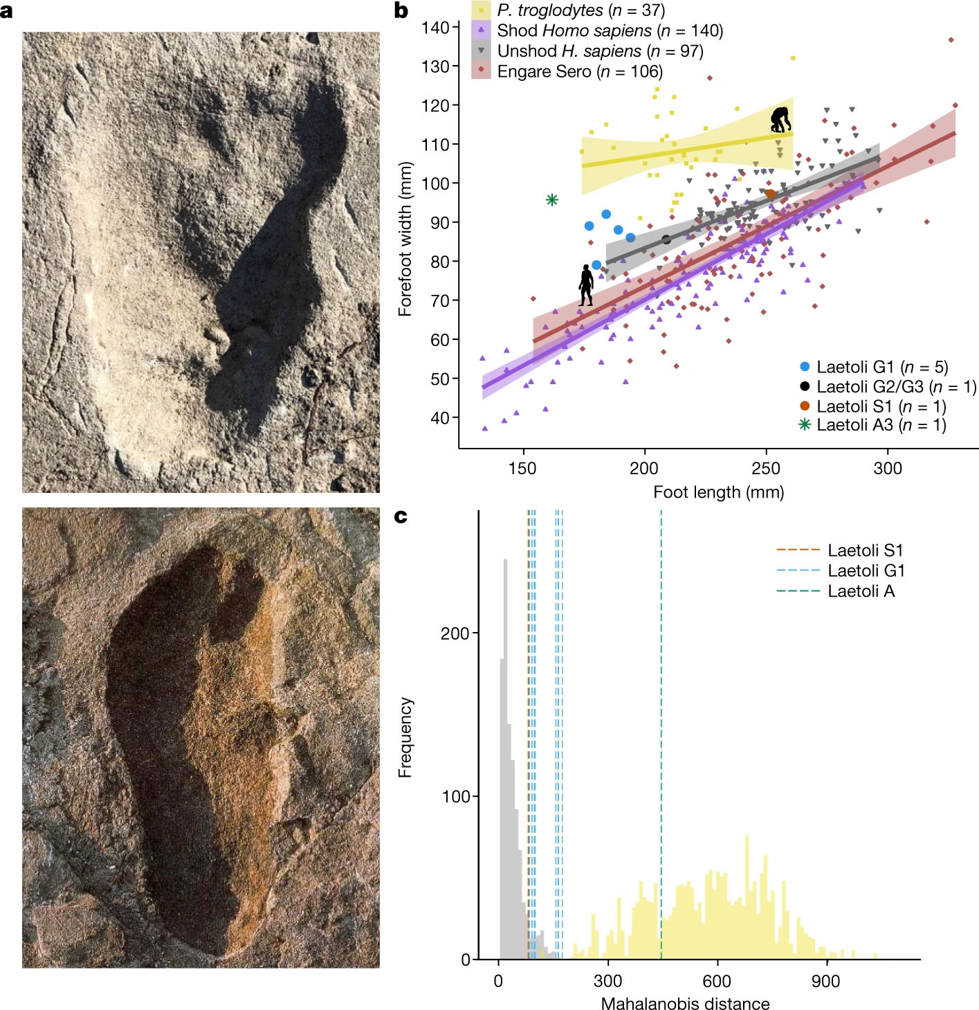 坦桑尼亚莱托里发现的脚印化石表明人类祖先“露西”可能有“小伙伴”