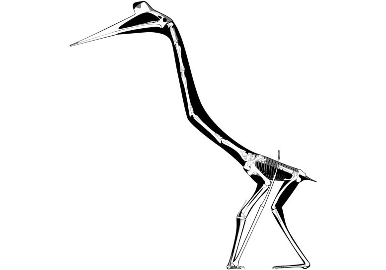 7000万年前的化石揭示巨大的、类似鹭科鸟类的风神翼龙的独特行走行为