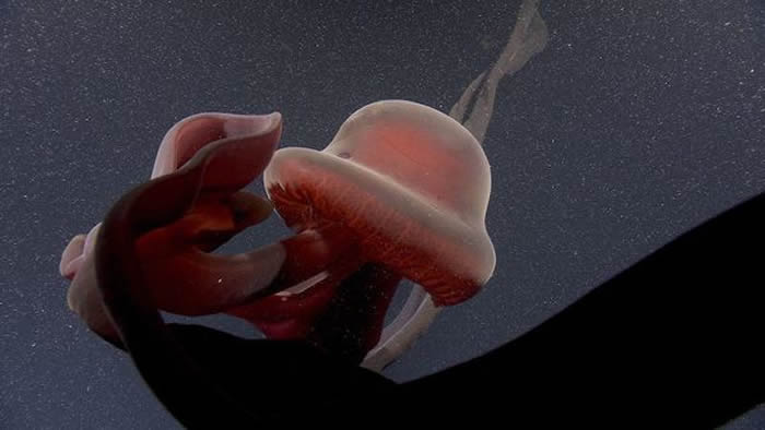 美国研究团队在蒙特利湾附近海域发现罕见冥河水母 过去122年来仅有100次目击纪录
