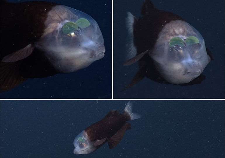 美国海洋生物学家在蒙特雷湾2000呎海底拍摄到貌似异形头部呈半透明的深海桶眼鱼