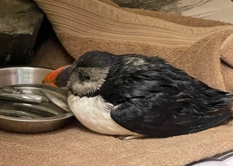 欧洲英国属地根西岛发现罕见奥斯卡海鹦鹉 受伤幸获团体悉心治疗