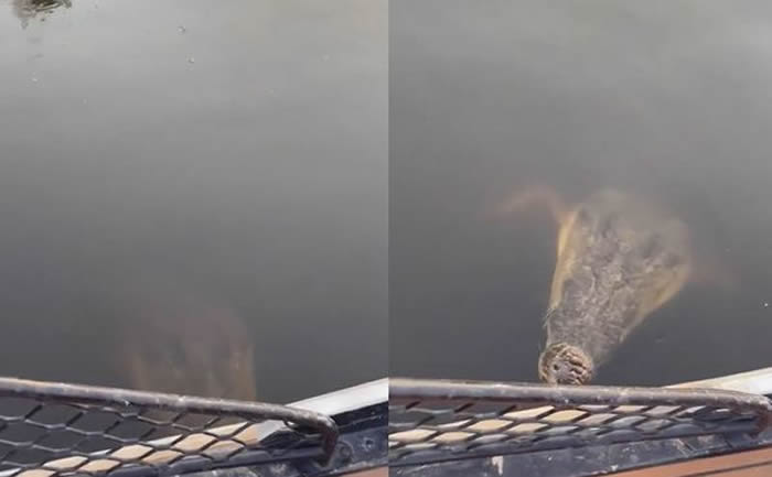 澳洲女子搭船时发现船旁边有鳄鱼潜伏 靠近用手机拍摄时鳄鱼瞬间冲出水面