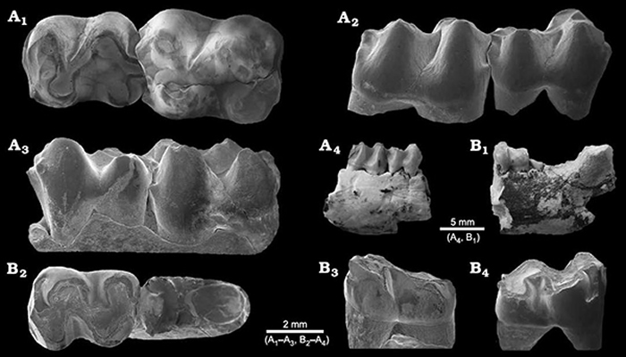 A, ɽͷHyopsodus arshantensis sp. nov. m1-2; B, δHyopsodus sp. m2