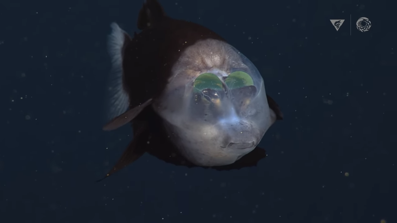 研究人员拍摄到具有透明头部的罕见怪鱼：大鳍后肛鱼（管眼鱼Macropinna microstoma）