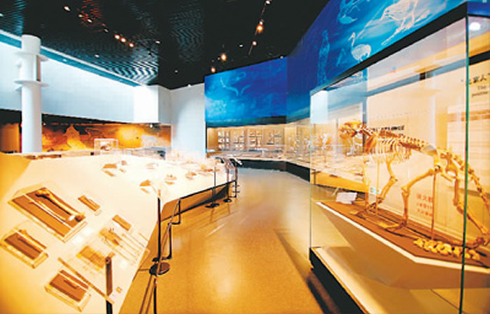 周口店北京人遗址博物馆第一展厅。