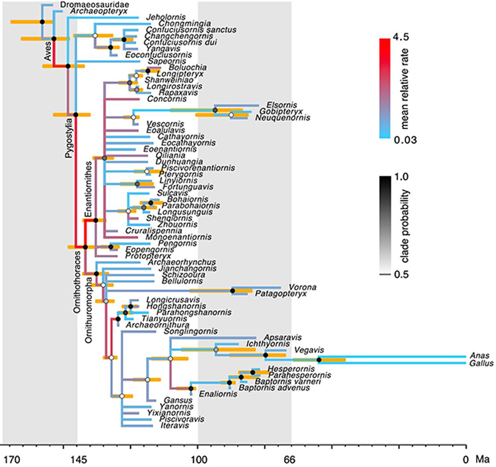 贝叶斯支端定年分析得到的中生代鸟类的时间树和特征演化速率