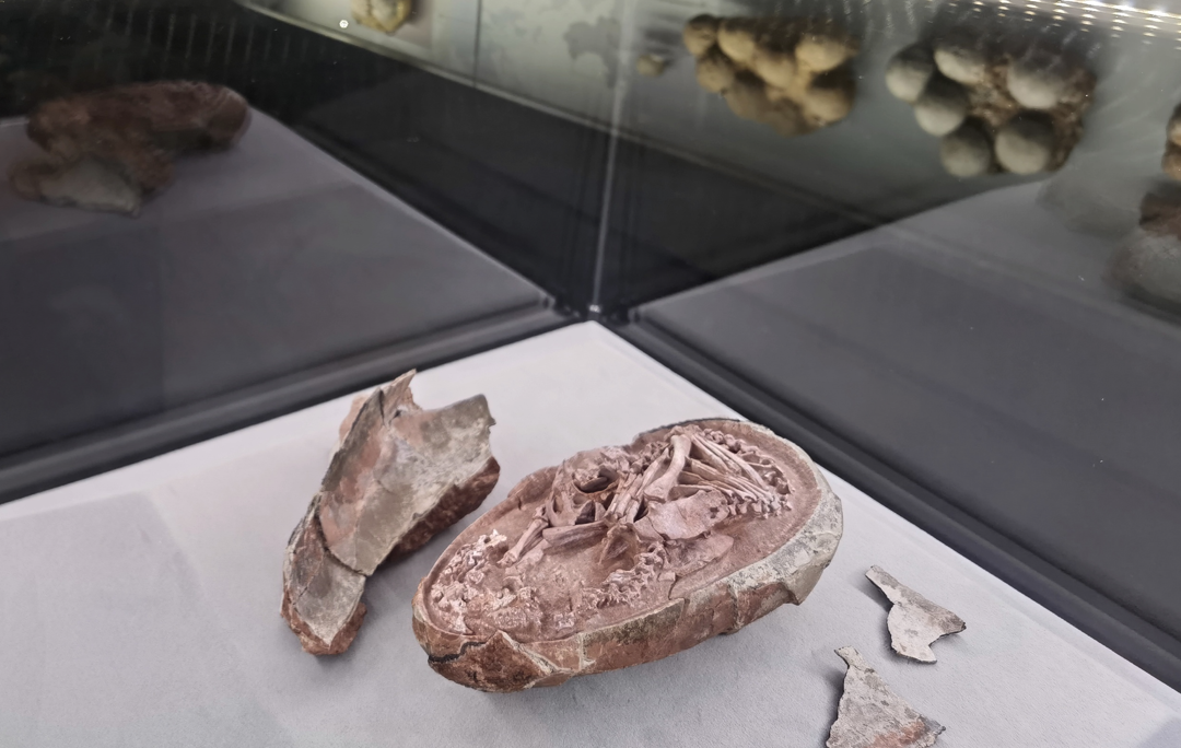 “英良贝贝”：江西赣州晚白垩世地层中发现还未破壳而出的窃蛋龙胚胎化石