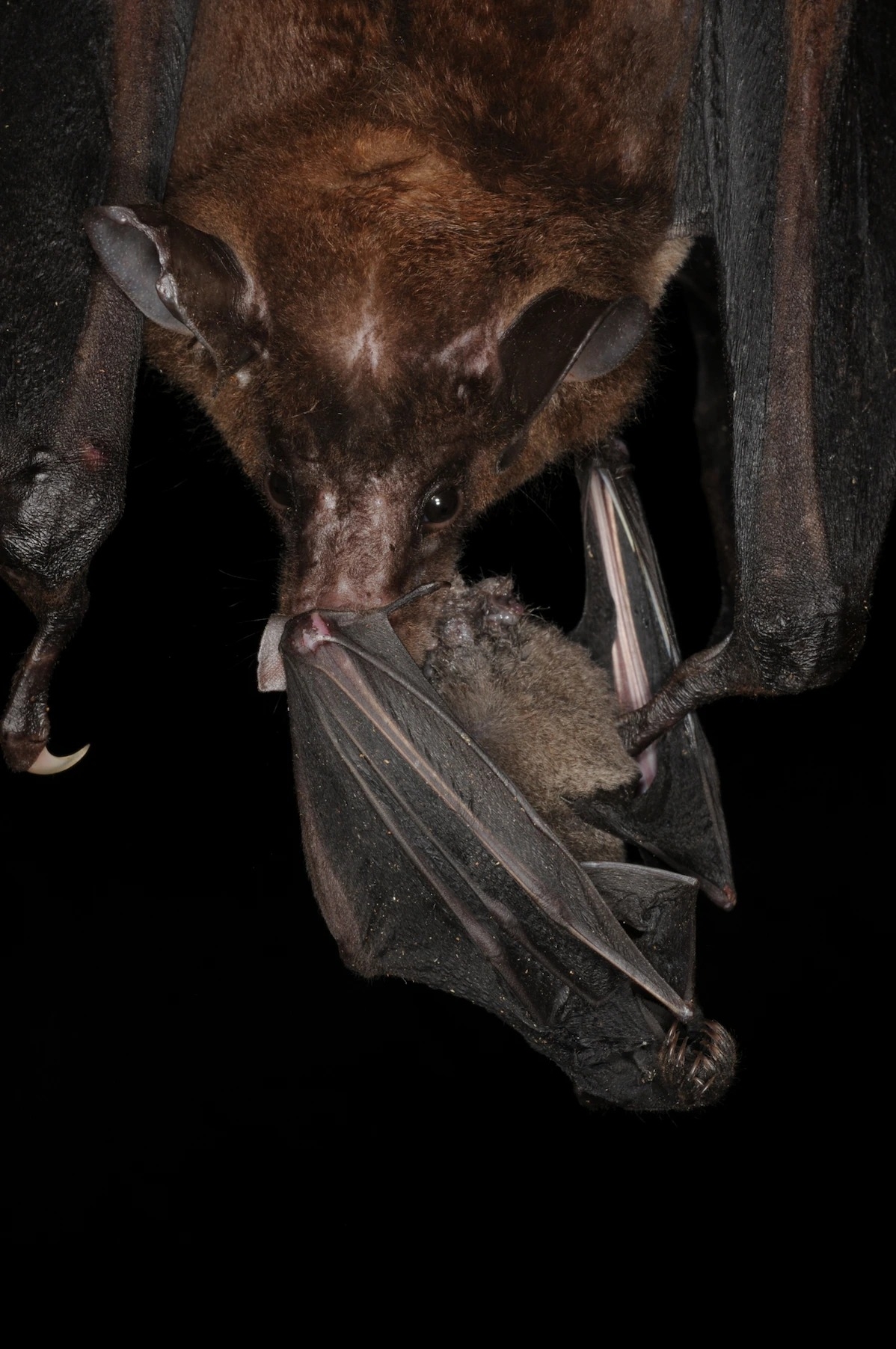 𩤩αѪڴһֻβҶ short-tailed bat  PHOTOGRAPH BY MARCO TSCHAPKA