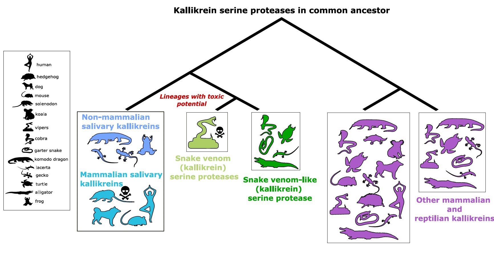 蛇、蜥蜴和哺乳动物的毒液是由同一祖先的唾液蛋白进化而来