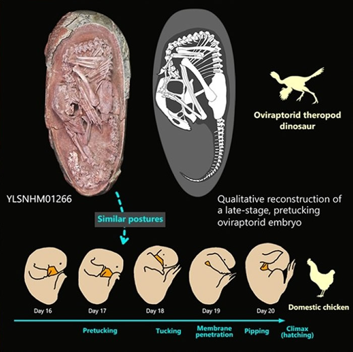 化石研究发现偷蛋龙胚胎与现代准备破壳而出鸟类一样出生前会不断移动改变姿势
