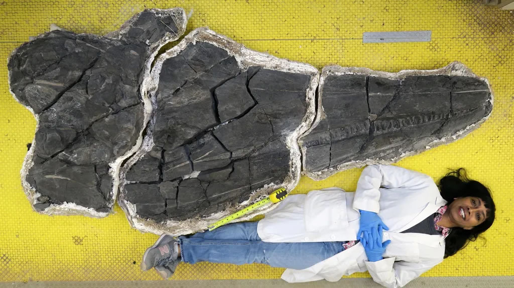 美国内华达州奥古斯塔山脉发现2.4亿年前三叠纪巨大鱼龙化石