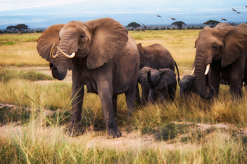 象群中年长的雄性大象数量较少时 年轻雄性大象更具攻击性