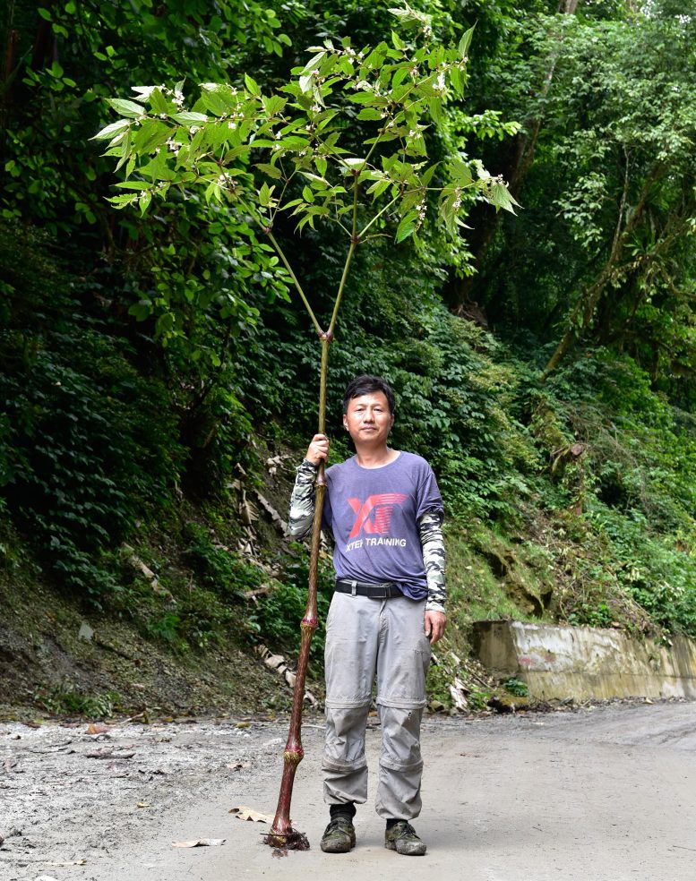 西藏墨脱县发现全亚洲最高的秋海棠品种 正在申请吉尼斯世界纪录
