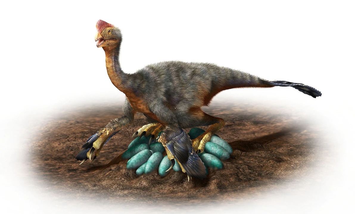 窃蛋龙有许多鸟类特征。如这张插图所示，有些窃蛋龙可能还会孵蛋，就像现代鸟类依旧会坐巢孵蛋一样。