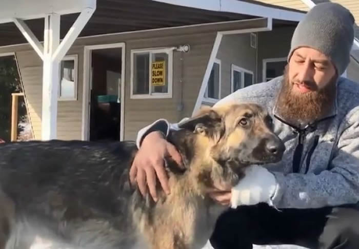 真实版《灵犬莱西》:美国新罕布夏州牧羊犬对警察狂吠奔跑 领路到车祸现场救主人