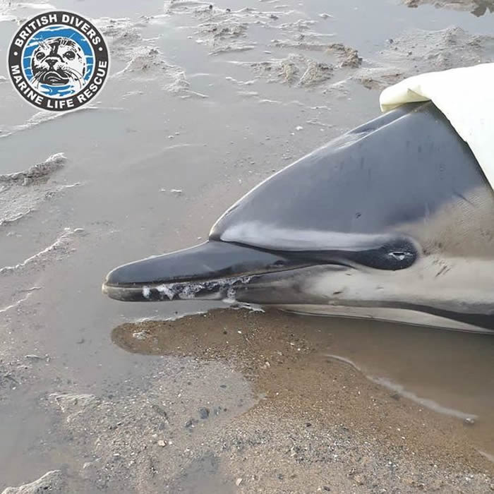 苏格兰法夫郡龙比角海豚妈妈目睹幼子重伤丧命 隔日重回伤心地也身亡