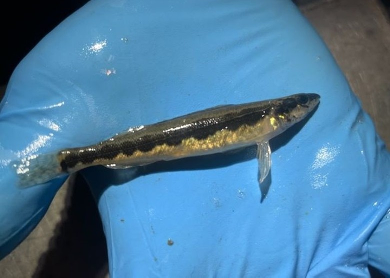 美国俄亥俄州83年来首次在当地水域发现稀有大头小鲈鱼