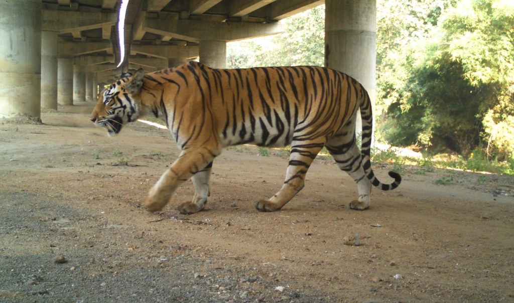 目前印度的多车道高速公路仍时常发生与大型猫科动物的车祸，但环保人士表示，地下通道显示印度公路网急需更多的野生动物廊道。图片来源：Wildlife Institu