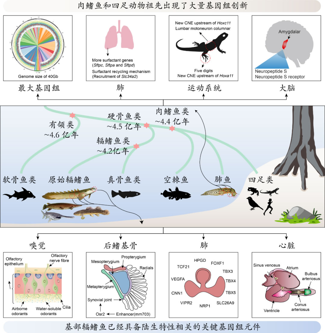 水里活得好好的登陆 鱼类为何要“登陆”?
