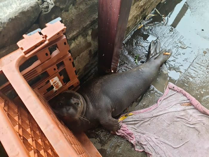 ���һ����������������Ӣ��Ӣ��������˹�ж��ư��ſ�