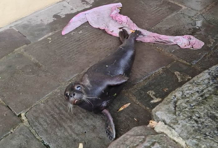 ���һ����������������Ӣ��Ӣ��������˹�ж��ư��ſ�