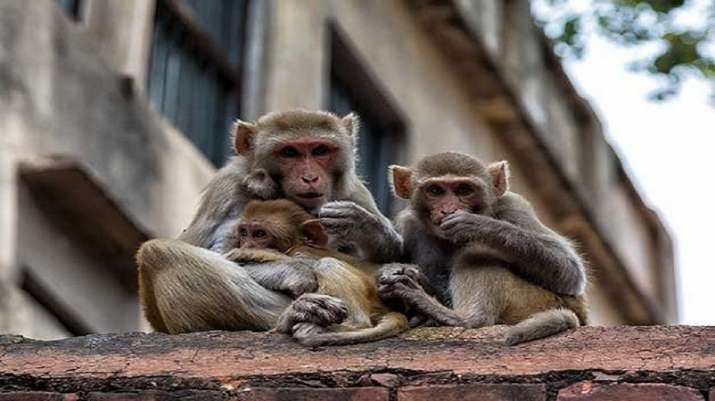 印度发生骇人：2个月大男婴在睡梦中遭猴子掳走溺死