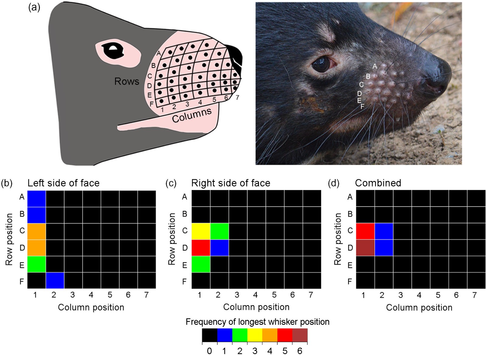 通过研究“塔斯马尼亚恶魔”袋獾的胡须可以揭示它们几个月前吃了什么